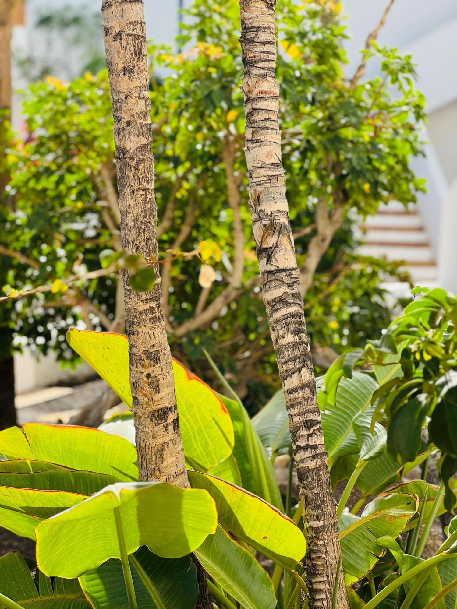 Garden City Private Apartment Costa Adeje Playa Feñabe Esterno foto